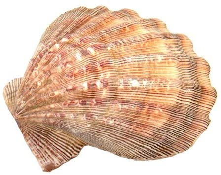 Large Lions Paw Shell