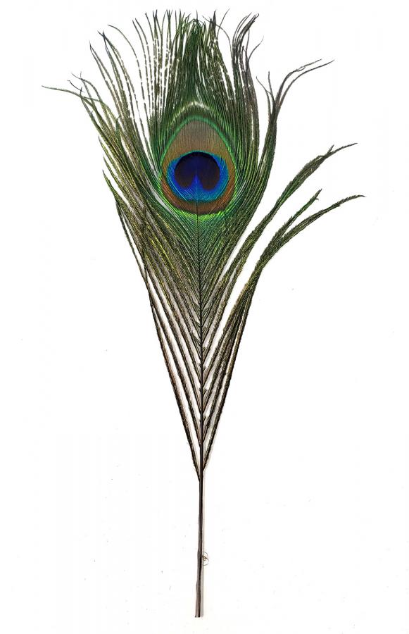 Peacock Feather - Metaphysical Sage Accessory